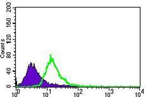 Flow cytometric analysis of HeLa cells using CHGA mouse mAb (green) and negative control (purple).