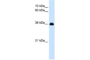 WB Suggested Anti-eve Antibody Titration:  0. (Adipsin anticorps  (N-Term))