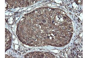 Image no. 4 for anti-Anaphase Promoting Complex Subunit 11 (ANAPC11) antibody (ABIN1496631)