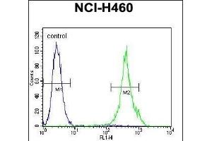 anti-Mastermind-Like 1 (MAML1) (AA 198-225) antibody