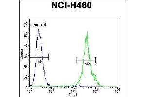 ML1 Antibody (Center) (ABIN655505 and ABIN2845021) flow cytometric analysis of NCI- cells (right histogram) compared to a negative control cell (left histogram). (MAML1 anticorps  (AA 198-225))