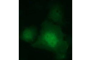 Image no. 2 for anti-Indoleamine 2,3-Dioxygenase 1 (IDO1) antibody (ABIN1498794) (IDO1 anticorps)