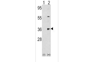 Western blot analysis of THPO using rabbit polyclonal THPO Antibody using 293 cell lysates (2 ug/lane) either nontransfected (Lane 1) or transiently transfected with the THPO gene (Lane 2). (Thrombopoietin anticorps  (AA 243-273))