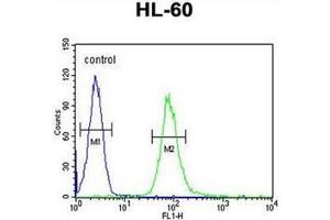 Flow cytometric analysis of HL-60 cells using CD132 / IL2RG Antibody (N-term) AP52197PU-N (right histogram) compared to a negative control cell (left histogram). (IL2RG anticorps  (N-Term))