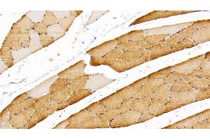 Detection of MYO in Rat Skeletal muscle Tissue using Polyclonal Antibody to Myoglobin (MYO)