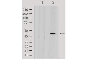 Western blot analysis of extracts from 293, using ENDOGL1 Antibody. (EXOG anticorps  (Internal Region))