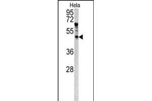 Western blot analysis of ANGPTL7 antibody (N-term) (ABIN390443 and ABIN2840822) in Hela cell line lysates (35 μg/lane).