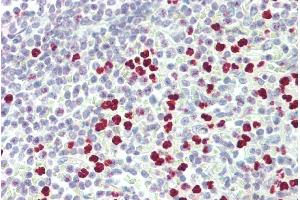 ABIN185308 (5µg/ml) staining of paraffin embedded Human Spleen.