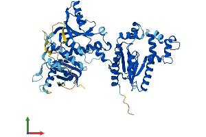 AlphaFold protein structure predicition of Human Recombinant COASY Protein, UniprotID Q13057