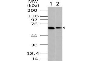 Image no. 1 for anti-OTU Domain Containing 5 (OTUD5) (AA 300-520) antibody (ABIN5027170) (OTUD5 anticorps  (AA 300-520))