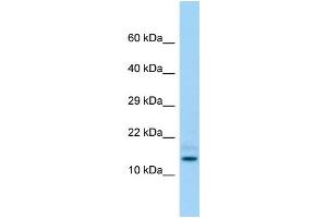 Host: Rabbit Target Name: Hddc3 Sample Type: Rat Testis lysates Antibody Dilution: 1. (HDDC3 anticorps  (Middle Region))