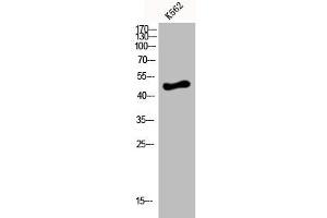 Western Blot analysis of K562 cells using D4DR Polyclonal Antibody