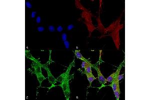 Immunocytochemistry/Immunofluorescence analysis using Mouse Anti-beta 4 Spectrin Monoclonal Antibody, Clone S393-2 (ABIN2485665).