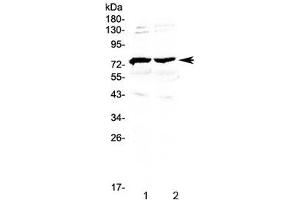 Western blot testing of 1) mouse brain and 2) rat brain lysate with GAS6 antibody at 0. (GAS6 anticorps)