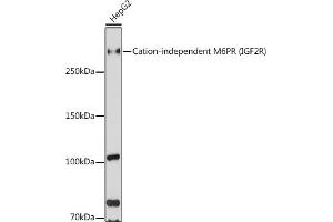 Western blot analysis of extracts of HepG2 cells, using Cation-independent M6PR (Cation-independent M6PR (IGF2R)) antibody (ABIN6130063, ABIN6142247, ABIN6142248 and ABIN6216853) at 1:1000 dilution. (IGF2R anticorps  (AA 2327-2491))