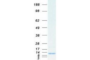 Validation with Western Blot