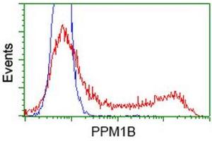 HEK293T cells transfected with either RC212918 overexpress plasmid (Red) or empty vector control plasmid (Blue) were immunostained by anti-PPM1B antibody (ABIN2454508), and then analyzed by flow cytometry. (PPM1B anticorps)