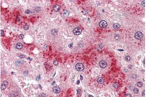 ABIN185639 (4µg/ml) staining of paraffin embedded Human Liver.