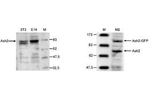 Western Blot of anti-Ash2 antibody Western Blot results of Rabbit anti-Ash2 antibody. (ASCL2 anticorps  (C-Term))