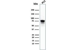 Western Blot Analysis of PC-3 cell lysate using Moesin Mouse Monoclonal Antibody (MSN/492). (Moesin anticorps)