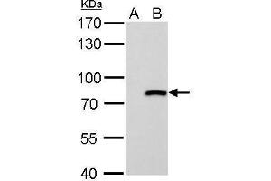 WB Image MX1 antibody [N2C2], Internal detects MX1 protein by Western blot analysis. (MX1 anticorps  (Internal Region))