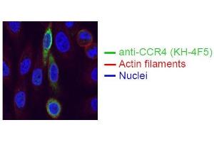Spectral Confocal Microscopy of CHO cells using KH-4F5.
