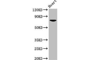 Western Blot Positive WB detected in: Mouse heart tissue All lanes: PRDM13 antibody at 2. (PRDM13 anticorps  (AA 2-255))