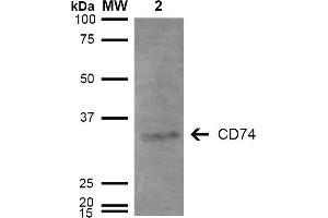 Western Blot analysis of Human Lymphoblastoid cell line (Raji) showing detection of 33-35 kDa CD74 protein using Mouse Anti-CD74 Monoclonal Antibody, Clone 3D7 . (CD74 anticorps  (HRP))
