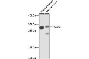 Western blot analysis of extracts of various cell lines, using PCGF3 antibody (ABIN6128644, ABIN6145309, ABIN6145310 and ABIN6223342) at 1:1000 dilution. (PCGF3 anticorps  (AA 1-242))