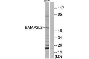 Western blot analysis of extracts from RAW264. (BAIAP2L2 anticorps)