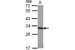WB Image Sample (50 ug of whole cell lysate) A: mouse Liver 12% SDS PAGE antibody diluted at 1:1000 (QDPR anticorps)
