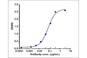 Immobilized human STAB His at 2 μg/mL can bind Anti-STAB1 Reference Antibody (bexmarilimab), EC50=0.