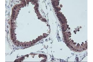 Immunohistochemistry (IHC) image for anti-Aminoacylase 1 (ACY1) antibody (ABIN1496455) (Aminoacylase 1 anticorps)