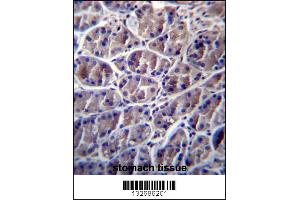 CAPN8 Antibody immunohistochemistry analysis in formalin fixed and paraffin embedded human stomach tissue followed by peroxidase conjugation of the secondary antibody and DAB staining. (Calpain 8 anticorps  (AA 290-318))