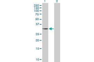 Western Blot analysis of THG1L expression in transfected 293T cell line by THG1L MaxPab polyclonal antibody. (THG1L anticorps  (AA 1-298))