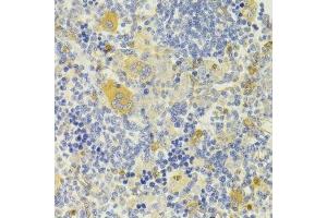 Immunohistochemistry of paraffin-embedded rat spleen using DPP3 Antibody. (DPP3 anticorps  (AA 1-280))