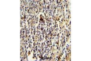 CD1E Antibody (Center) immunohistochemistry analysis in formalin fixed and paraffin embedded human spleen followed by peroxidase conjugation of the secondary antibody and DAB staining.