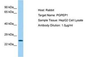 Image no. 1 for anti-Pyroglutamyl-Peptidase I (PGPEP1) (AA 64-113) antibody (ABIN6750222) (PGPEP1 anticorps  (AA 64-113))