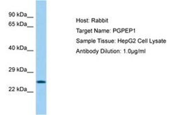PGPEP1 anticorps  (AA 64-113)
