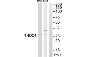 Western blot analysis of extracts from LOVO cells and K562 cells, using THOC4 antibody. (THO Complex 4 anticorps  (Internal Region))