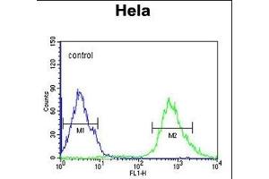 IPO9 Antibody (N-term) (ABIN651754 and ABIN2840388) flow cytometric analysis of Hela cells (right histogram) compared to a negative control cell (left histogram). (Importin 9 anticorps  (N-Term))