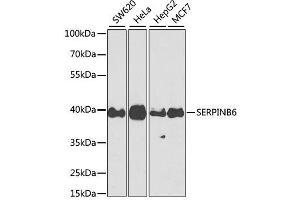 Western blot analysis of extracts of various cell lines, using SERPINB6 antibody. (SERPINB6 anticorps  (AA 180-300))