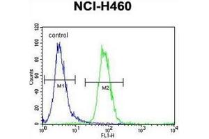 Flow cytometric analysis of NCI-H460 cells using FOXD4-like 1 Antibody (N-term) Cat. (FOXD4L1 anticorps  (N-Term))