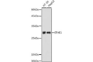 Western blot analysis of extracts of various cell lines, using ETHE1 antibody (ABIN6131616, ABIN6140319, ABIN6140320 and ABIN6214289) at 1:1000 dilution. (ETHE1 anticorps  (AA 8-245))