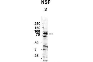 YBX1 antibody - middle region  validated by WB using 1. (YBX1 anticorps  (Middle Region))