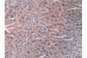 Detection of RETN in Mouse Liver Tissue using Monoclonal Antibody to Resistin (RETN) (Resistin anticorps  (AA 21-114))