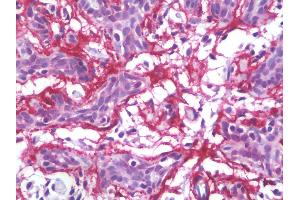 Anti-MFAP4 antibody IHC staining of human breast. (MFAP4 anticorps)
