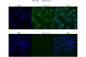 Sample Type : HeLa  Primary Antibody Dilution: 4 ug/ml  Secondary Antibody : Anti-rabbit Alexa 546  Secondary Antibody Dilution: 2 ug/ml  Gene Name : GNL3L (GNL3L anticorps  (N-Term))
