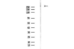 anti-Inositol 1,4,5,-Tris-Phosphate Receptor (ITP-R83A) (pSer1764) antibody