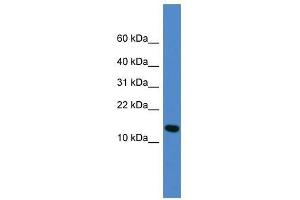 Western Blot showing UFM1 antibody used at a concentration of 1-2 ug/ml to detect its target protein. (UFM1 anticorps  (Middle Region))